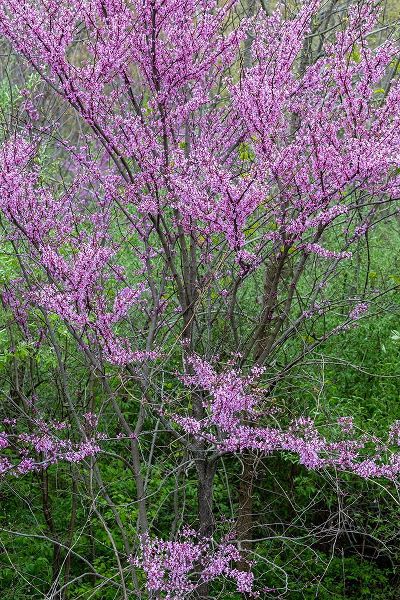 Day, Richard and Susan 아티스트의 Redbud trees blooms in spring-Marion County-Illinois작품입니다.